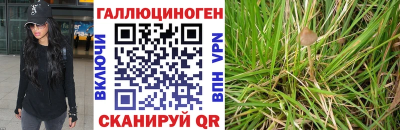 Псилоцибиновые грибы Psilocybe  Сасово 